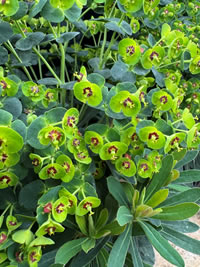 The Spurge flowers are unusual