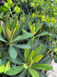Tiny Tim Spurge Euphorbia