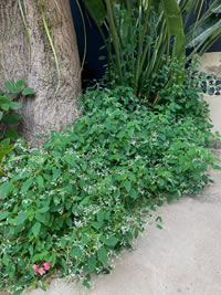 Planted in my own garden at home