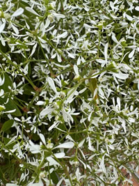 Euphorbia Baby’s Breath 