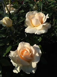 Naughty Nude has light coppery salmon tones