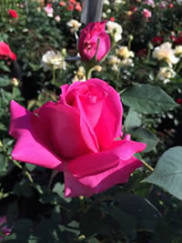 Rina Hugo is a beautiful cut flower Rina Hugo is a beautiful cut flower