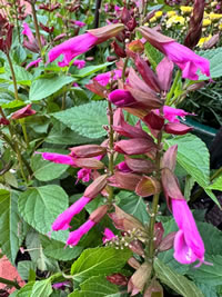 The Calyxes add another layer of colour