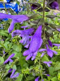 Hardy and tough Salvia are easy to grow