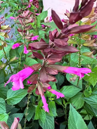 Perfect for a mixed border for flowers