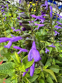 Plant Salvia Salgoon for Pollinators 