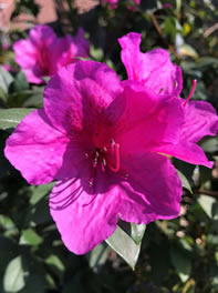 Grow Azaleas for Spring colour Grow Azaleas for Spring colour