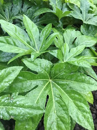 Fatsia are tough and glossy in the shade Fatsia are tough and glossy in the shade