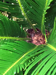 Sago Palms are often confused with Cycads