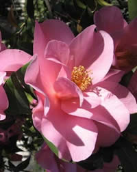 Camellia flowers have different shapes