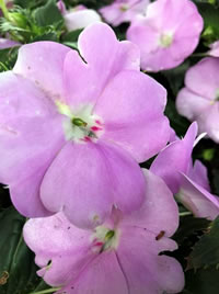 Be Waterwise. Plant Impatiens in the right spot